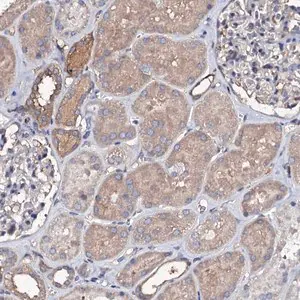 Merck Anti-TCAF2 antibody produced in rabbit