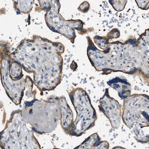 Merck Anti-STARD13 antibody produced in rabbit