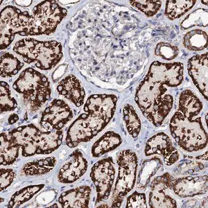 Merck Anti-TCAF2 antibody produced in rabbit