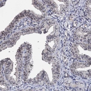 Merck Anti-BRIX1 antibody produced in rabbit