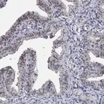 Merck Anti-BRIX1 antibody produced in rabbit