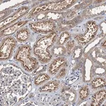 Merck Anti-CCDC81 antibody produced in rabbit