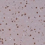 Merck Anti-Spire1 antibody produced in rabbit