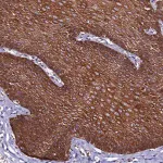 Merck Anti-CTDSPL2 antibody produced in rabbit
