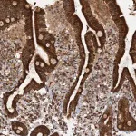 Merck Anti-REP15 antibody produced in rabbit