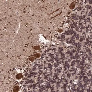Merck Anti-OSBPL1A antibody produced in rabbit