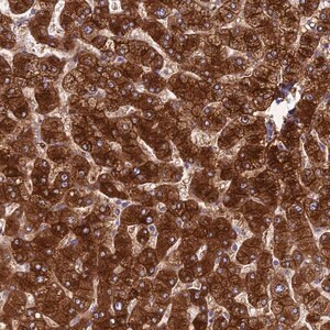 Merck Anti-Spire1 antibody produced in rabbit