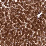 Merck Anti-Spire1 antibody produced in rabbit