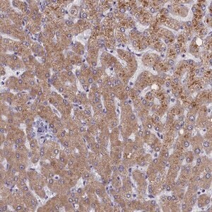 Merck Anti-ELOA2 antibody produced in rabbit