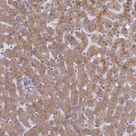 Merck Anti-ELOA2 antibody produced in rabbit