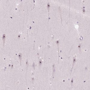 Merck Anti-UTP4 antibody produced in rabbit