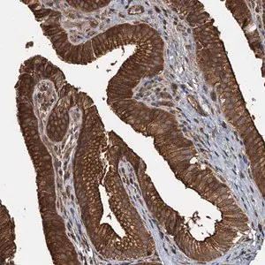 Merck Anti-APOL5 antibody produced in rabbit