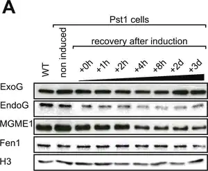 Merck Anti-MGME1 antibody produced in rabbit