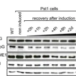 Merck Anti-MGME1 antibody produced in rabbit