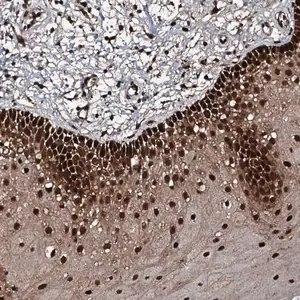 Merck Anti-FAAP24 antibody produced in rabbit