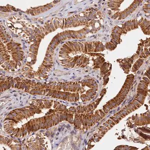 Merck Anti-KPTN antibody produced in rabbit