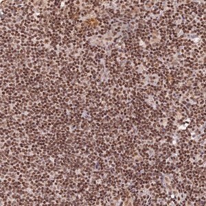 Merck Anti-THAP11 antibody produced in rabbit