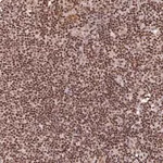 Merck Anti-THAP11 antibody produced in rabbit