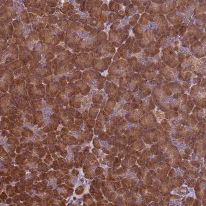 Merck Anti-VWA3A antibody produced in rabbit
