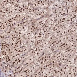 Merck Anti-CHST12 antibody produced in rabbit