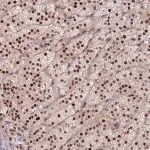 Merck Anti-CHST12 antibody produced in rabbit