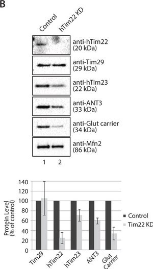 Merck Anti-TIMM29 antibody produced in rabbit
