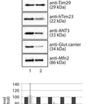 Merck Anti-TIMM29 antibody produced in rabbit