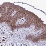 Merck Anti-MVB12A antibody produced in rabbit
