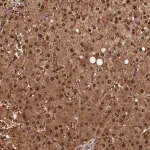 Merck Anti-ACP7 antibody produced in rabbit