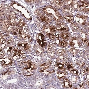 Merck Anti-C19orf47 antibody produced in rabbit