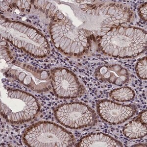 Merck Anti-GPSM1 antibody produced in rabbit