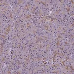 Merck Anti-VWA3A antibody produced in rabbit