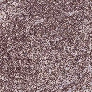 Merck Anti-THAP11 antibody produced in rabbit