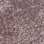 Merck Anti-THAP11 antibody produced in rabbit