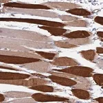 Merck Anti-TRIM43 antibody produced in rabbit