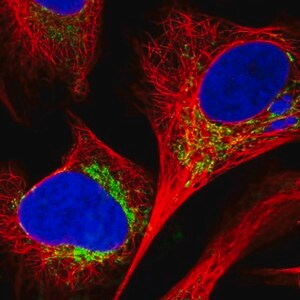Merck Anti-C18orf63 antibody produced in rabbit