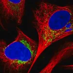 Merck Anti-C18orf63 antibody produced in rabbit