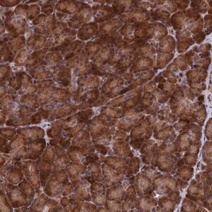Merck Anti-SH3D21 antibody produced in rabbit