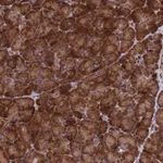 Merck Anti-SH3D21 antibody produced in rabbit