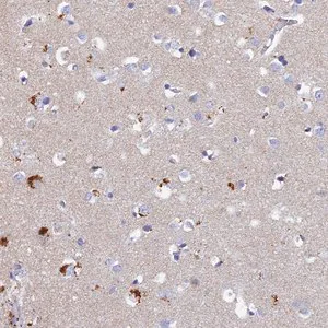 Merck Anti-ACP7 antibody produced in rabbit