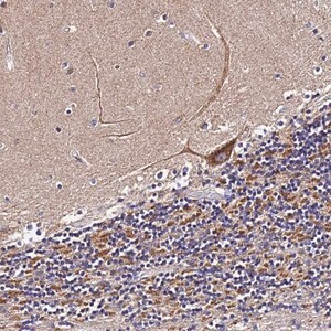 Merck Anti-ZNF573 antibody produced in rabbit