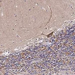 Merck Anti-ZNF573 antibody produced in rabbit