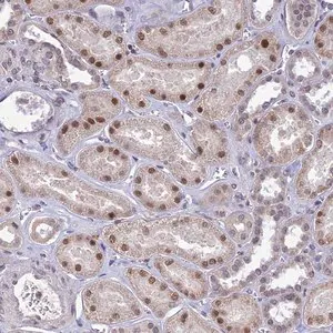 Merck Anti-POP4 antibody produced in rabbit