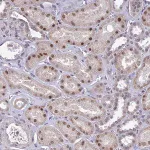 Merck Anti-POP4 antibody produced in rabbit