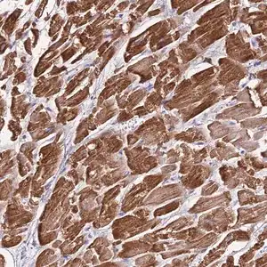 Merck Anti-NLRP9 antibody produced in rabbit