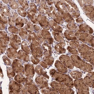 Merck Anti-ARHGAP40 antibody produced in rabbit