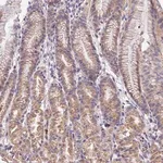 Merck Anti-WDR5B antibody produced in rabbit