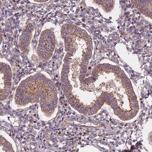 Merck Anti-FRMPD1 antibody produced in rabbit