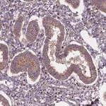 Merck Anti-FRMPD1 antibody produced in rabbit