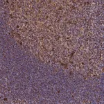 Merck Anti-THUMPD2 antibody produced in rabbit